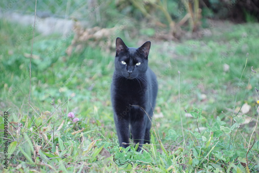 Portrait d'un chat noir