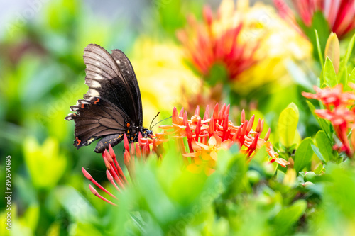 A Gold-rimmed Swallowtail in the midst of red and yellow Ixora flowers. Butterfly in a garden. Outdoors and nature.