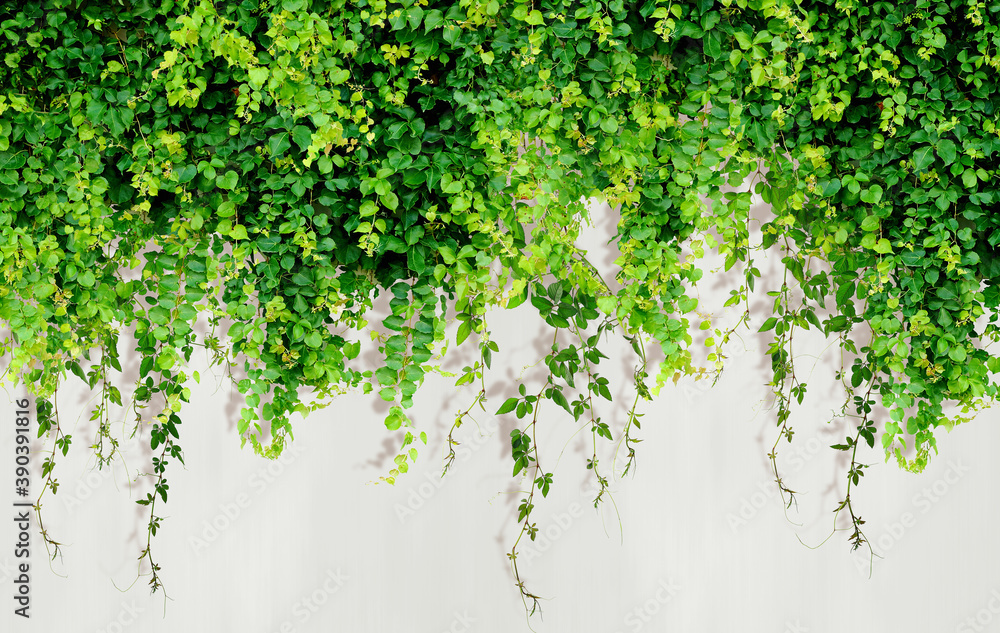 Curly ivy leaves isolated on light background. - obrazy, fototapety, plakaty 
