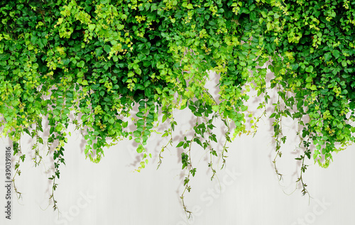 Canvas Print Curly ivy leaves isolated on light background.