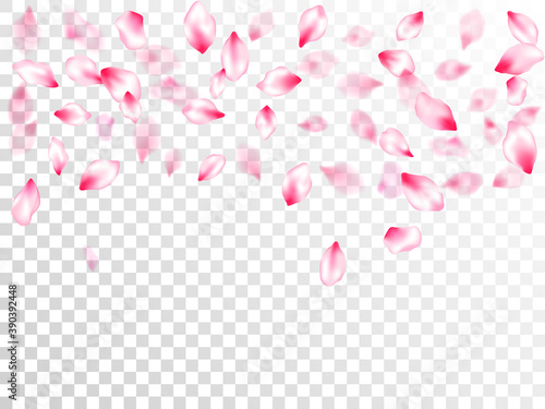 Spring blossom isolated petals flying