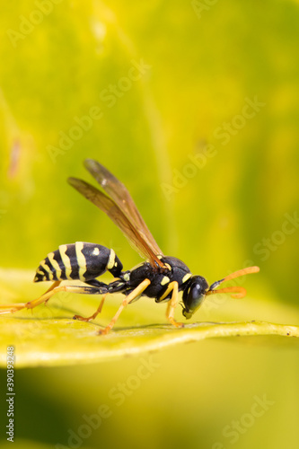 polistes dominula. wasp on green leaf .Wasp close up. Beautiful Wings. Landing on plant