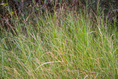 Torpedograss or creeping panic plant