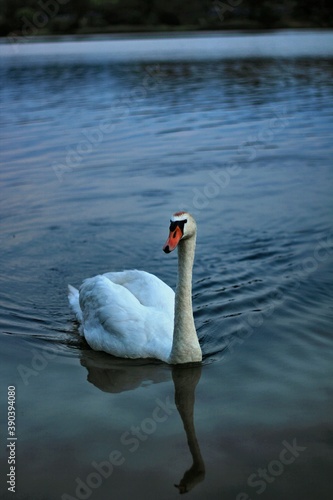 swan on the water