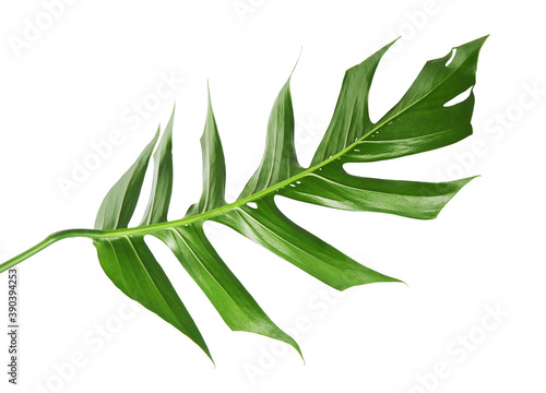 Monstera deliciosa leaf or Swiss cheese plant, isolated on white background, with clipping path