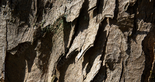 Tree bark texture
