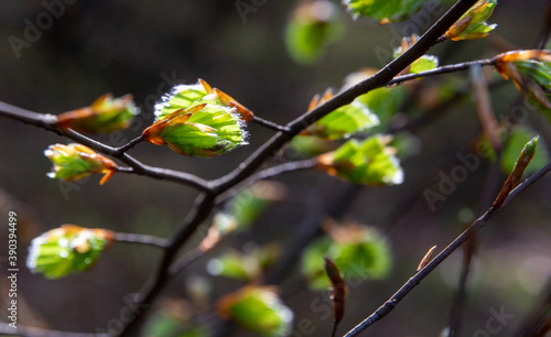 Spring tree buds