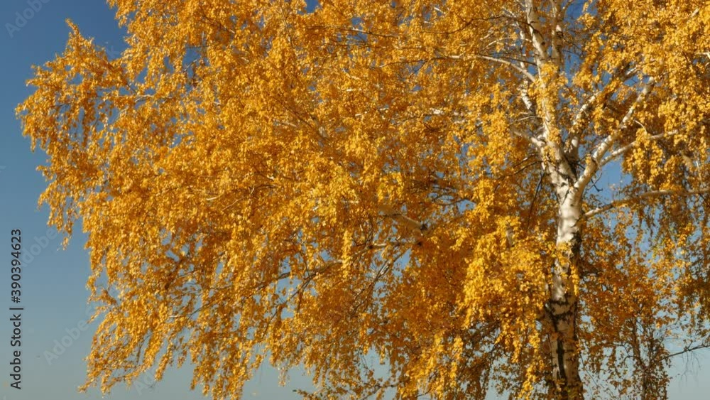 On a clear sunny autumn day, yellow leaves fall from birch branches On a clear sunny autumn day, yellow leaves fall from birch branches