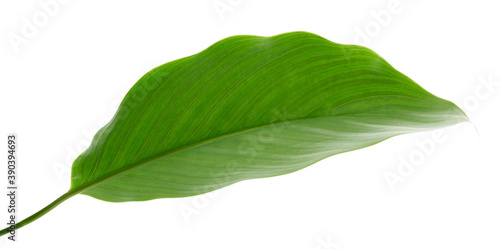 Calathea Vittata leaves, green leaf with white stripes, Tropical foliage isolated on white background, with clipping path