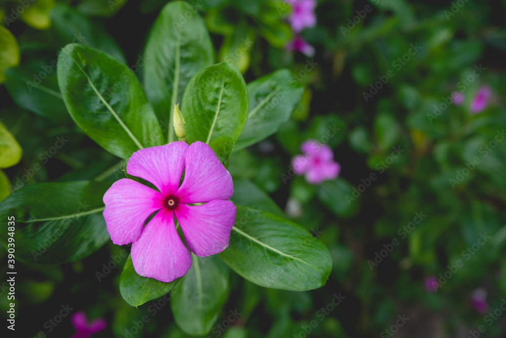 Watercress shot taken with a single focus Watercress shot taken with a single focus