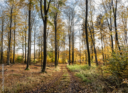 Camino en el bosque rodeado de hojas y arboles secos en oto  o - Path in the forest surrounded by leaves and dry trees in autumn