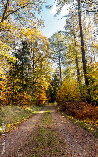 Camino en el bosque rodeado de hojas y arboles secos en otoño - Path in the forest surrounded by leaves and dry trees in autumn
