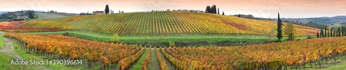 spectacular panoramic view of the red and yellow vineyards during the autumn season in the Chianti Classico area near Florence, Tuscany. Italy.