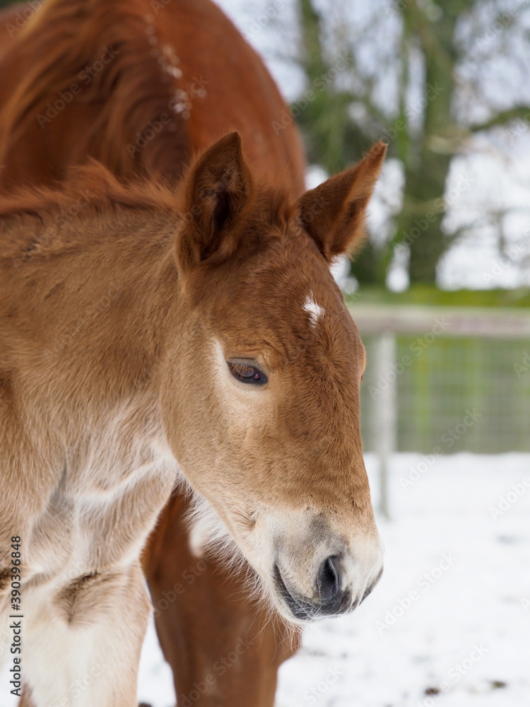 Fototapeta premium Foal In The Snow