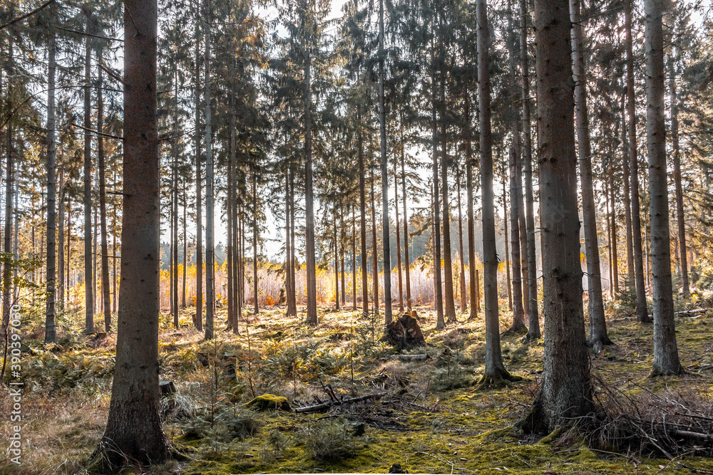 Bosque con pinos y cesped en otoño - Forest with pine trees and grass in autumn Bosque con pinos y cesped en otoño - Forest with pine trees and grass in autumn