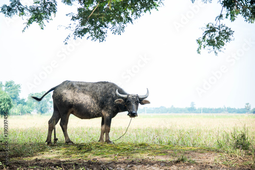 Fototapeta Naklejka Na Ścianę i Meble -  The life of buffalo in countryside
