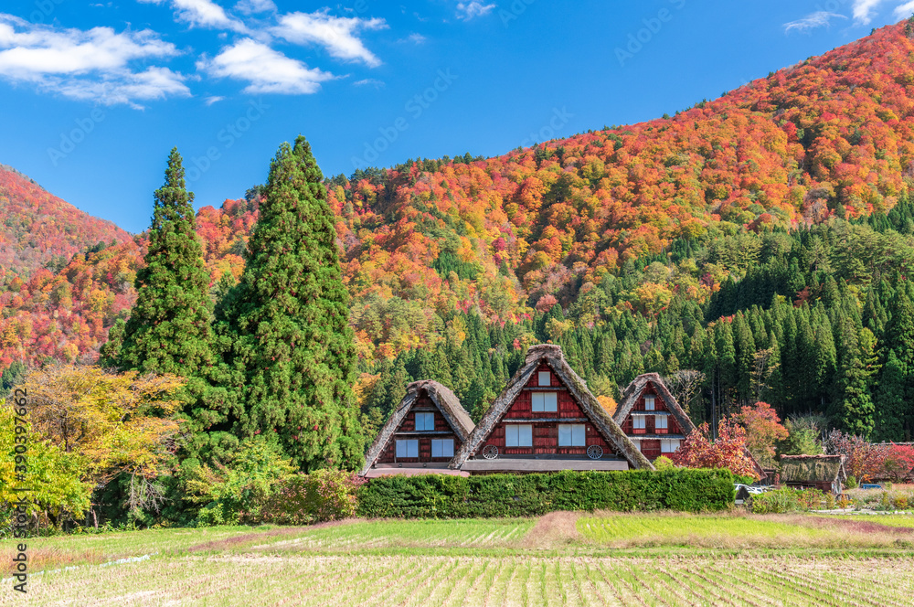 Foto de 岐阜県白川郷の合掌造り集落。 世界遺産に登録されている日本の観光名所。 秋の観光コンセプト。 do Stock Adobe