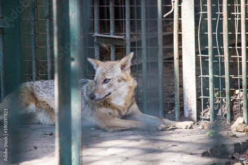 Photography Young Jackal animal or Indian wild dog sitting behind bars in cage with shallow