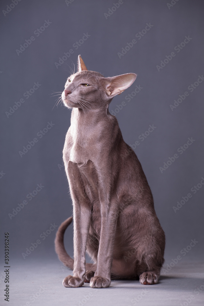 Oriental cat sits important on grey background