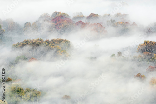 Autumn colors in the foggy forest at dawn