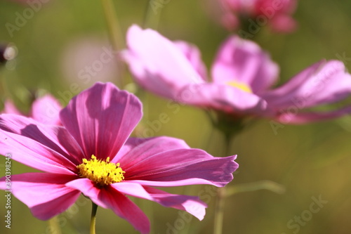 愛媛県三間町のコスモス畑 ピンク色のコスモスの花