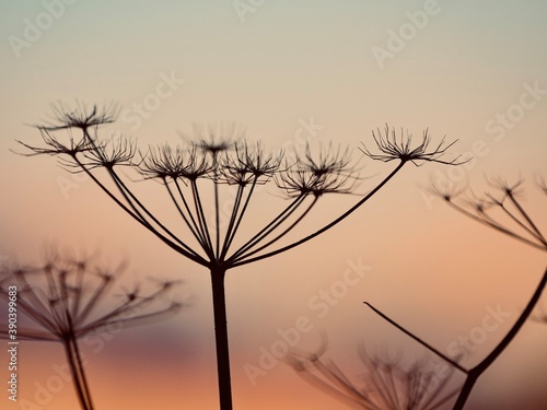 silhouette of a plant