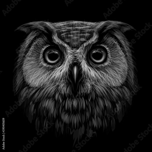 Long-eared Owl. Black and white graphic portrait of an owl on a black background. Digital vector drawing