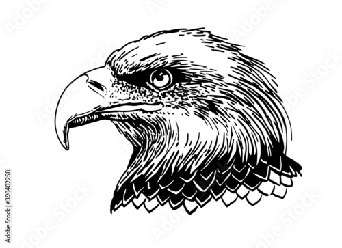 Vector portrait of eagle isolated on white background, graphical illustration
