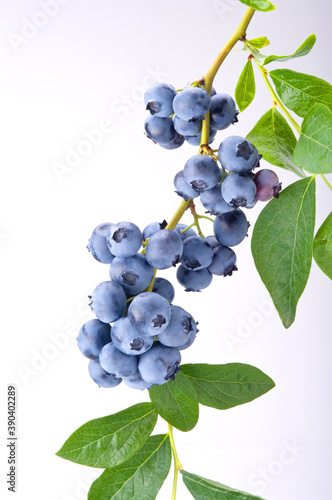 Group of blueberries with leaves on a branch