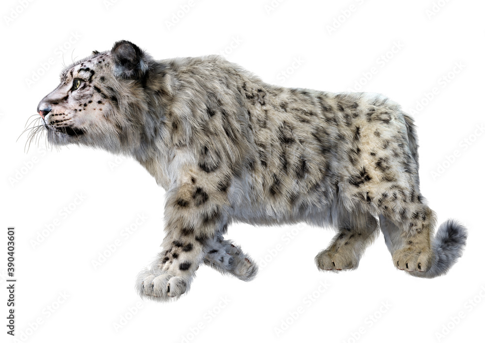 Obraz premium 3D Rendering Snow Leopard on White