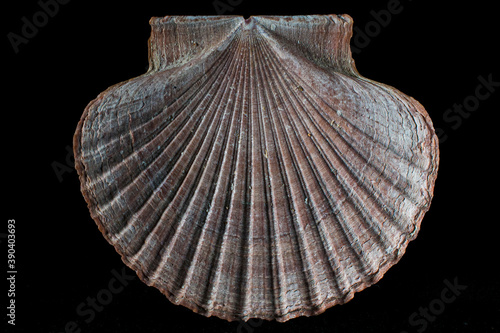 Obraz na plátne Mexican flat scallops, gisella shells,mollusk shell pecten vogdesi sea shell in