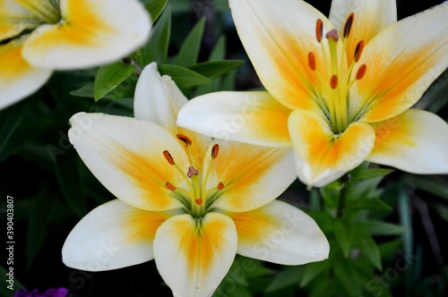Yellow lilies. Flowers of female happiness.