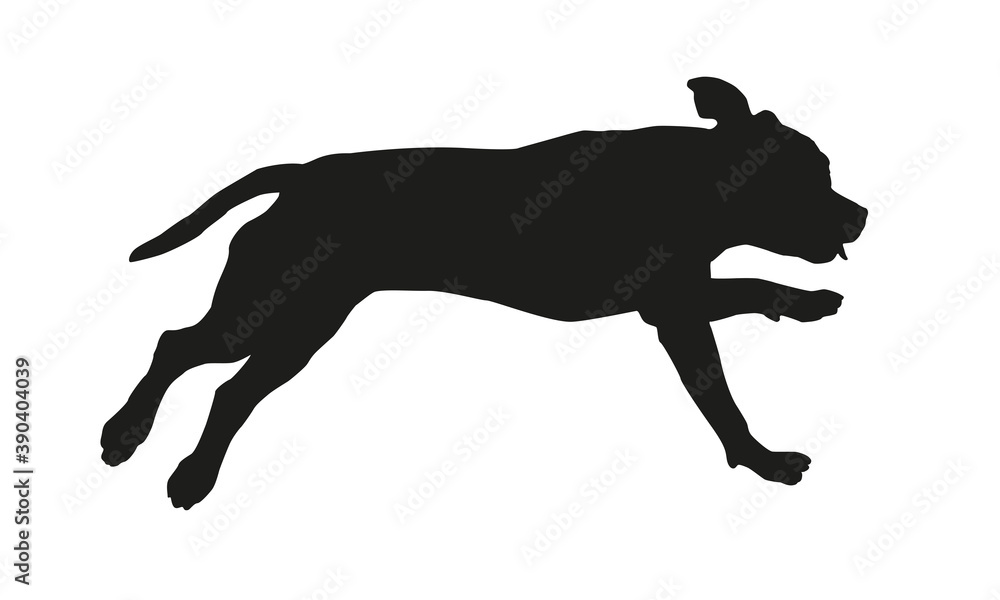 Running american staffordshire terrier puppy. Black dog silhouette. Isolated on a white background.