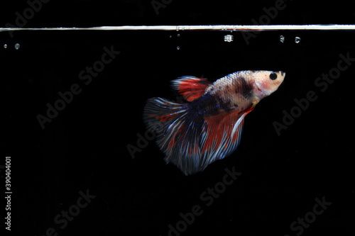 Small Colorful Betta fish, at Black background
 photo