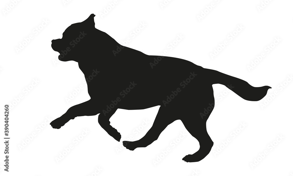 Obraz premium Black dog silhouette. Running rottweiler puppy. Isolated on a white background.
