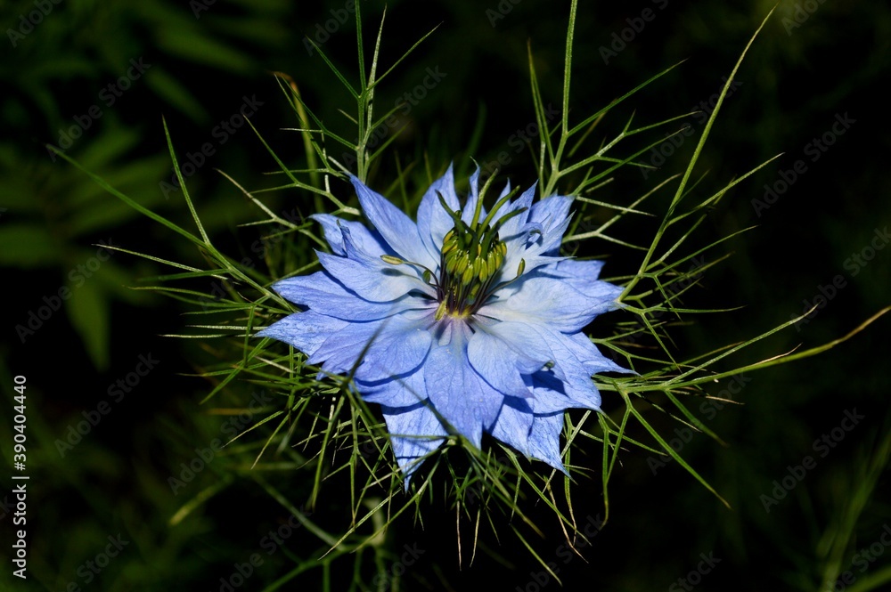 Blue flower. Cornflower in the night. Blue flower. Cornflower in the night.