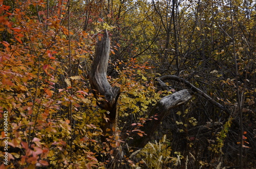 autumn leaves in the forest