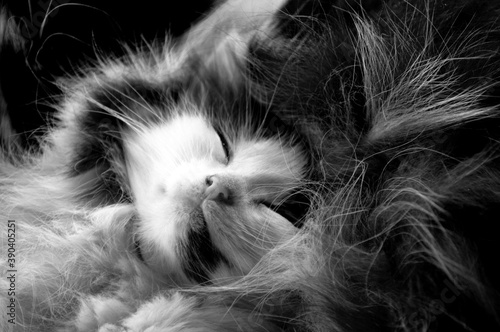 Little kitten. Cat hair. Black and white color. Mother's love.
