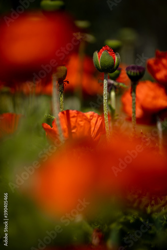 
flowers of life - poppies