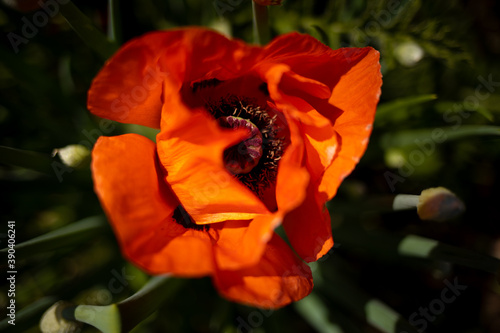 
flowers of life - poppies