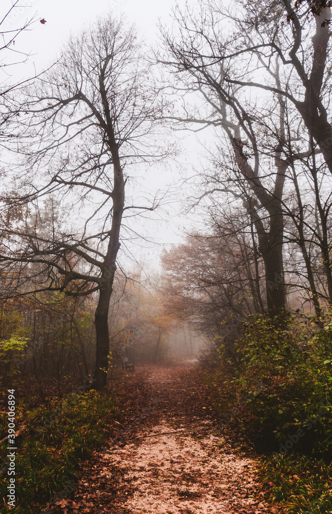 Obraz premium Autumn in Buda Hills over Budapest 