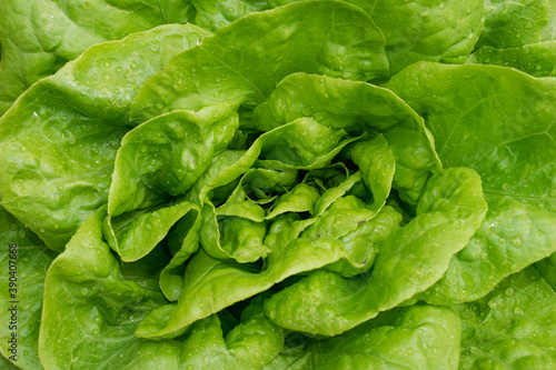 butter head lettuce leaves  close up detailed, with drops of water