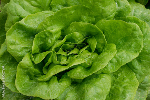 butter head lettuce leaves close up detailed, with drops of water