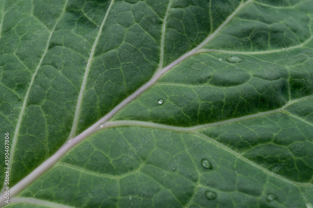 dark green kale leaf with drops of water dark green kale leaf with drops of water