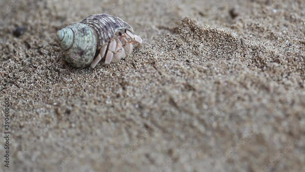 Close up of hermit crab opening up and crawling away Close up of hermit crab opening up and crawling away