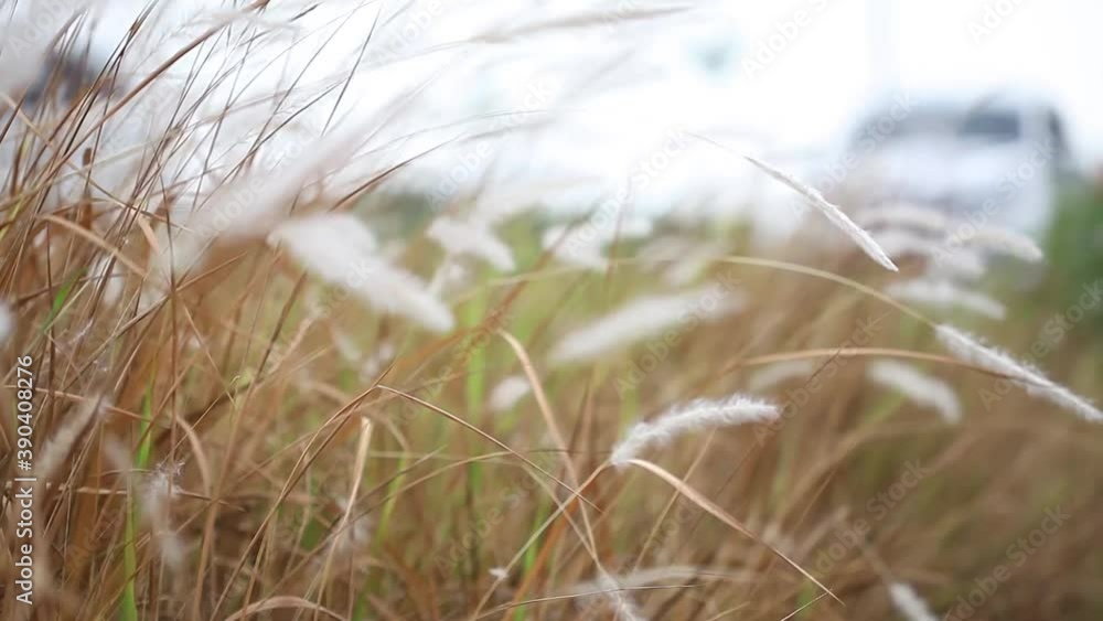 Natural meadow grass swayed by wind blow. The beautiful swaying grass field on the edge of the highway Natural meadow grass swayed by wind blow. The beautiful swaying grass field on the edge of the highway