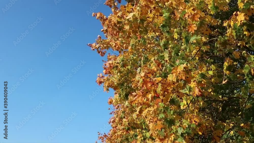 Golden autumn maple leaves on a tree with a blue sky background. Sunny weather, clear skies Golden autumn maple leaves on a tree with a blue sky background. Sunny weather, clear skies