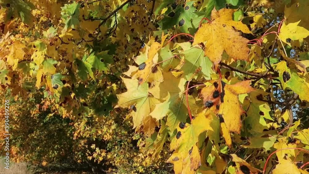 Golden autumn maple leaves on a tree with a blue sky background. Sunny weather, clear skies Golden autumn maple leaves on a tree with a blue sky background. Sunny weather, clear skies