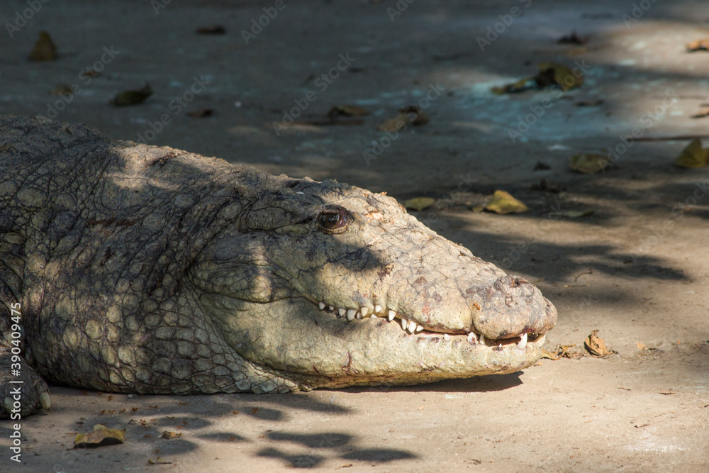 Obraz premium A young Indian crocodile or Mugger crocodile also known as marsh crocodile closeup shot, resting near a pond in zoo park, sharp white teeth and dangerous look of Fresh water crocodile 