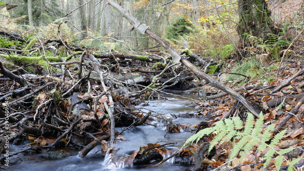 Obraz premium Altholz am Bickenbach